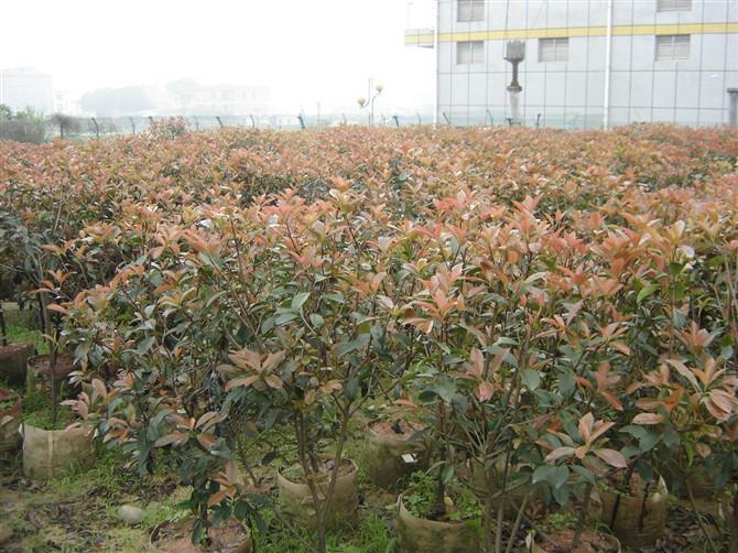 紅葉石楠苗圖片/紅葉石楠苗樣板圖 (3)