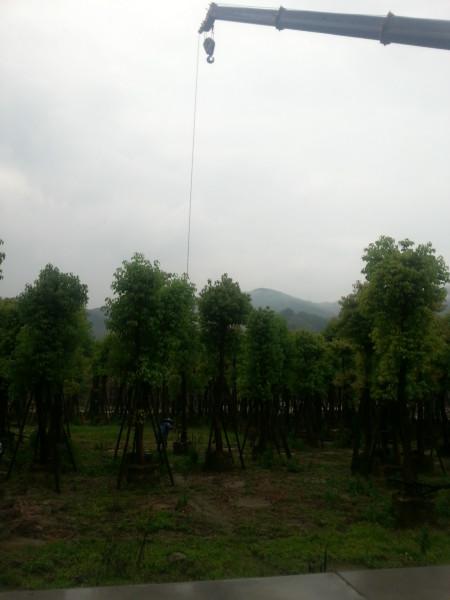 供應(yīng)廣西香樟8分10分12分15分20分25分30分漳州香樟基地