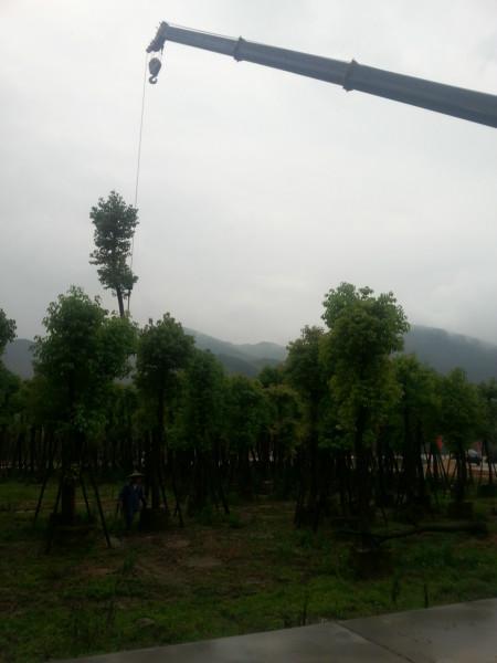 黔東南香樟基地8分10分12分15分20圖片/黔東南香樟基地8分10分12分15分20樣板圖 (3)