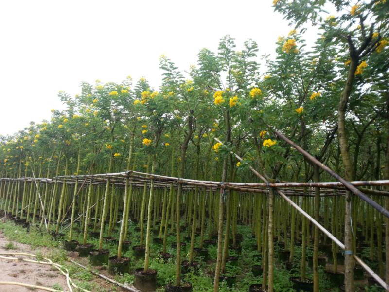 供應中山黃花槐4-5-6-7分地苗*清理大量批發(fā)漳州黃花槐樹