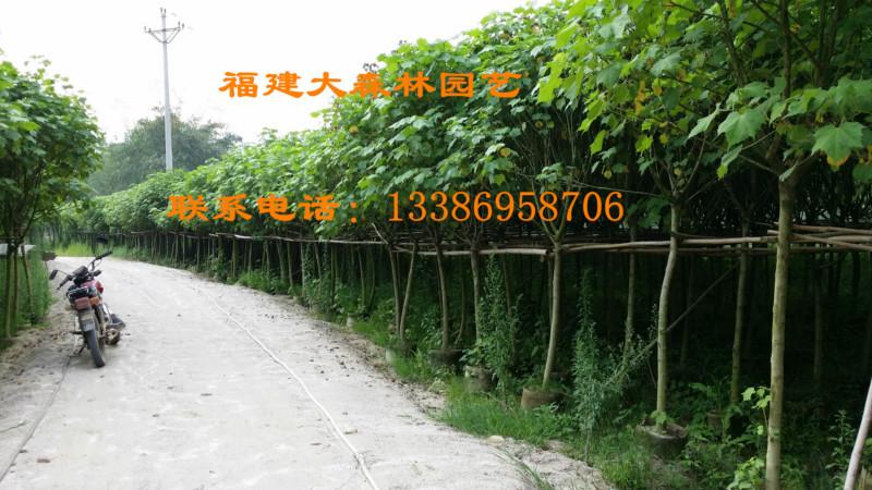 供應(yīng)龍海木芙蓉袋裝苗9000棵專業(yè)木芙蓉供貨商公路*苗