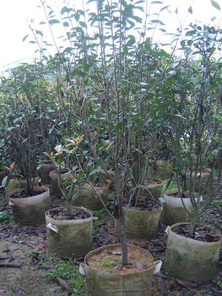 供應(yīng)100公分150公分180公分紅葉石楠球