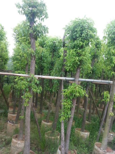 供應(yīng)廣西香樟8分10分12分15分20分25分30分漳州香樟基地