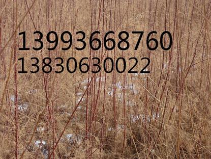 紅柳紅柳苗紅柳樹(shù)苗扦插紅柳圖片