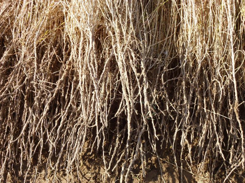 甘肅梭梭苗圖片