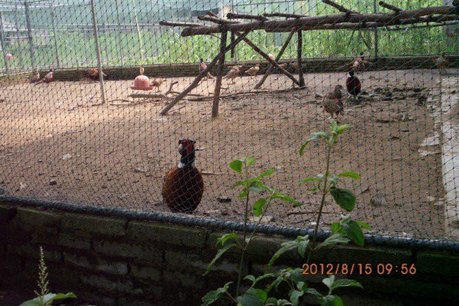 湖南哪里有野雞苗圖片/湖南哪里有野雞苗樣板圖 (4)