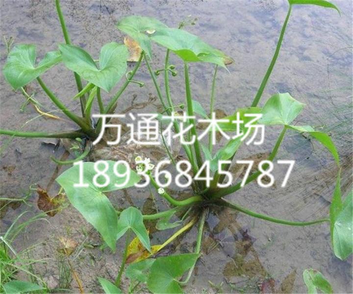 水生慈姑 直销 水生 茨菇 水生植物 水体绿化 技术指导 可食用图片