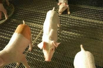 供應(yīng)錳鋼軋花網(wǎng)新疆廠家直銷，錳鋼軋花網(wǎng)新疆廠家電話