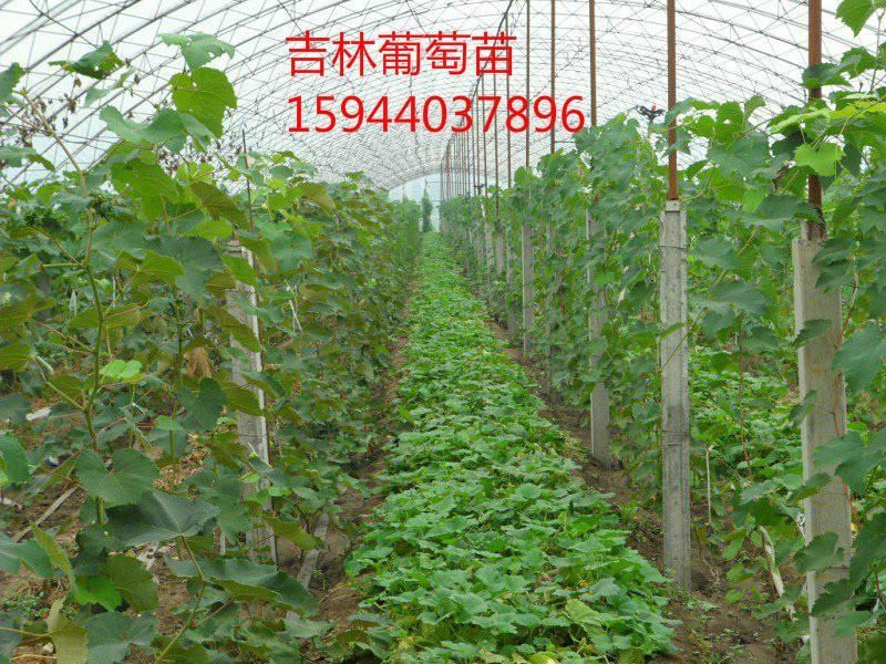 供應(yīng)遼寧沈陽賣茉莉香蜜汁葡萄苗