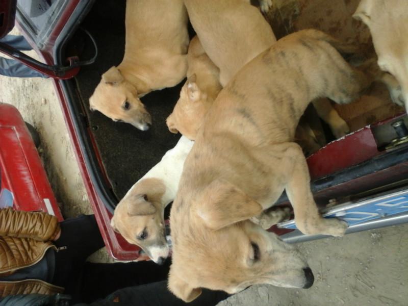 靈緹l北京有賣靈緹的嗎l靈緹多少錢圖片