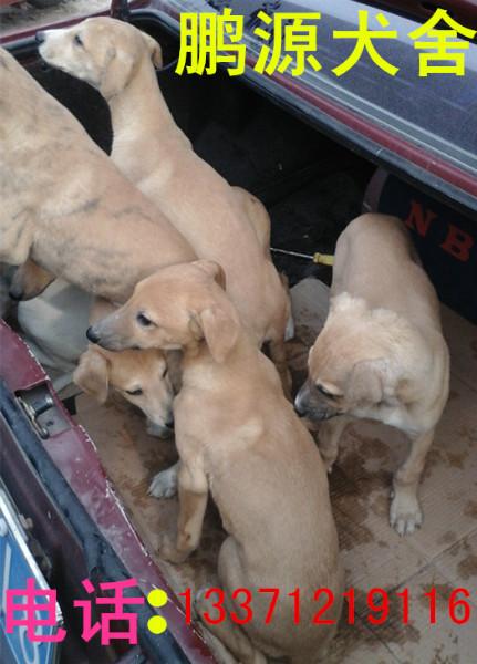 哪里有賣細(xì)狗的圖片