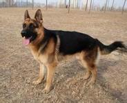 供應(yīng)牧羊犬