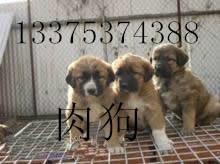 供應(yīng)北京*仔*惠純種*