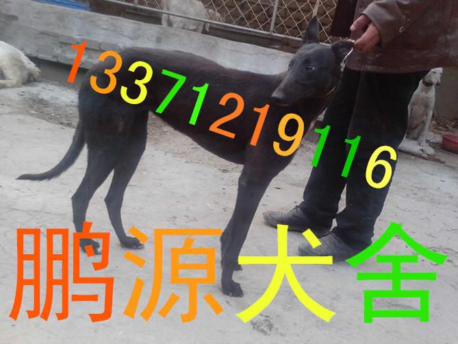 供應(yīng)比特犬馬犬*青犬細(xì)狗牧羊犬