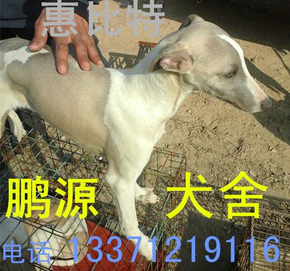 供應(yīng)河南焦作大型格力犬養(yǎng)殖基地