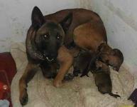 供應哪里有賣比特犬的有訓好的比特嗎