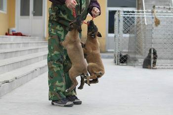 供應(yīng)陜西有賣馬犬的馬犬馬犬價(jià)格