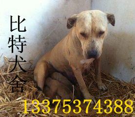 供應(yīng)*仔肉鴿馬犬細(xì)狗