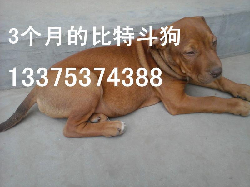 供應(yīng)純種比特斗狗哪里有賣的？