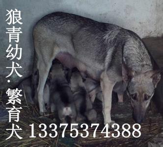 供應(yīng)*青犬多少錢一條*青吃什么