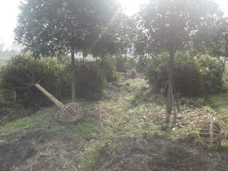 供應(yīng)高桿桂花高桿八月桂批發(fā)桂花基地