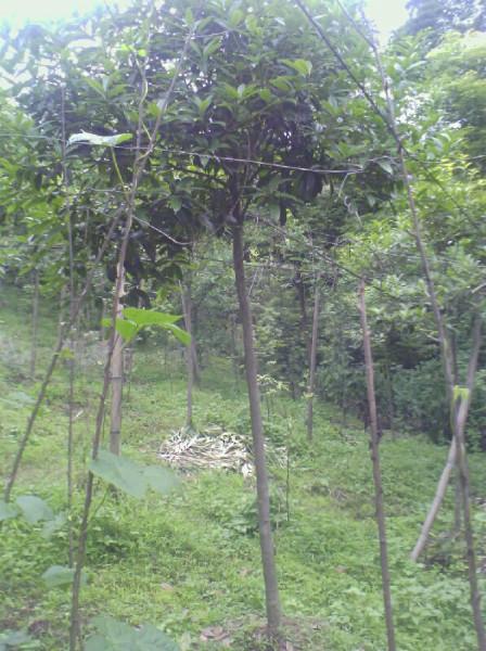 供應(yīng)四川高桿金桂，四川高桿金桂批發(fā)，四川高桿金桂介紹，高桿金桂價格