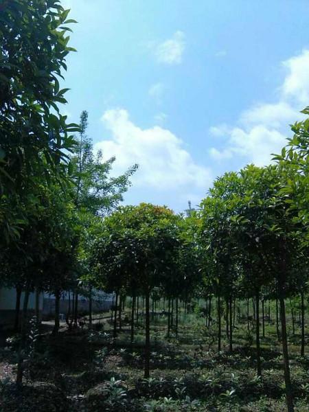 供應(yīng)四川高桿金桂，四川高桿金桂批發(fā)，四川高桿金桂介紹，高桿金桂價格