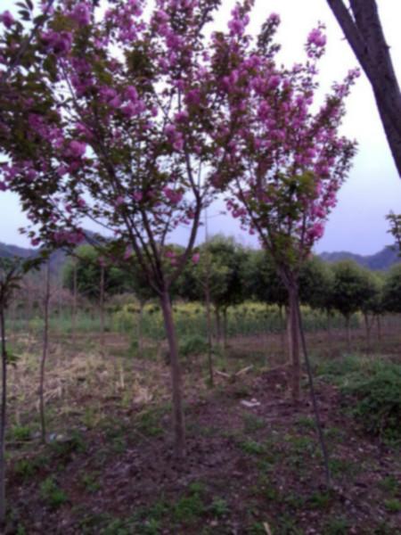 供應(yīng)櫻花基地四川櫻花高桿櫻花批發(fā)