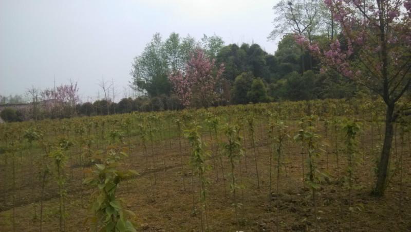 成都櫻花櫻花節(jié)圖片