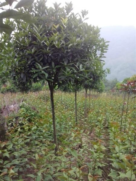 供應(yīng)高桿丹桂，高桿丹桂批發(fā)，高桿丹桂價格，高桿丹桂介紹