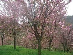 成都市成都高杆樱花基地厂家