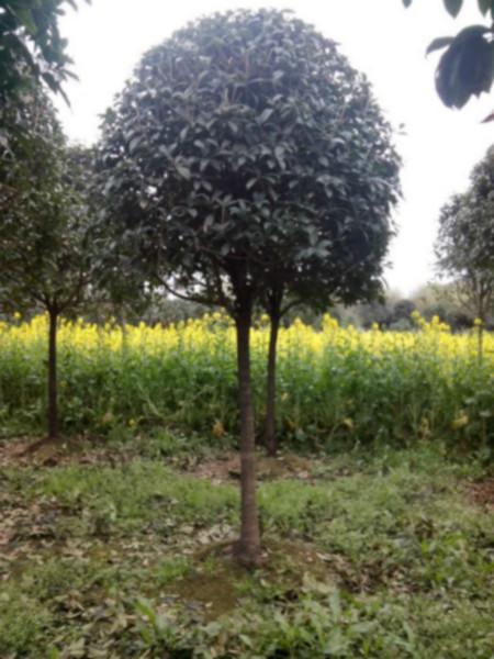 供應(yīng)高桿桂花供應(yīng)，高桿桂花基地，高桿桂花批發(fā)，高桿桂花價格