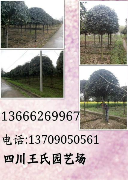 四川桂花批發(fā)圖片
