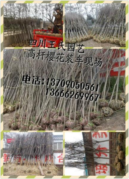 供應(yīng)四川高桿櫻花樹批發(fā)，高桿櫻花基地，高桿櫻花價(jià)格