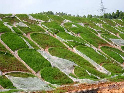 供应边坡绿化植草