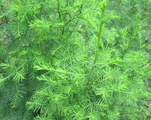 供應(yīng)日本落葉松