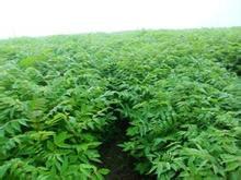 供應(yīng)黃柏黃菠蘿當(dāng)年苗和二年苗