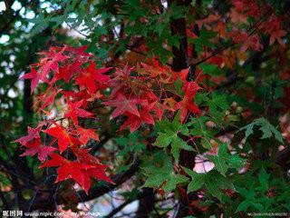 當(dāng)年和二年五角楓樹苗 遼寧五角楓樹苗 五角楓樹批發(fā)五角楓樹價格