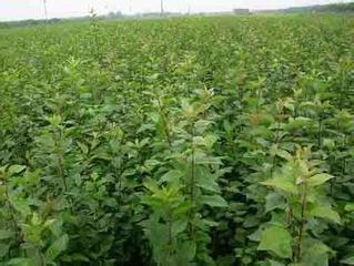 供應(yīng)山丁子苗，當(dāng)年和二年苗，東北山丁子苗 糖李子苗山丁子報價 糖李子苗山丁子苗