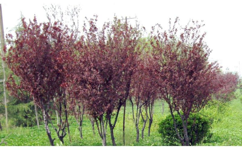 供應(yīng)紅葉李