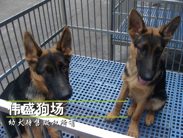 广州市广州哪里有卖德国牧羊犬厂家广州哪里有卖德国牧羊犬