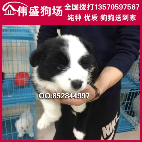 供应深圳哪里有卖边境牧羊犬深圳买狗图片