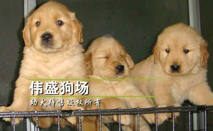 广州金毛犬价格广州金毛寻回犬图片