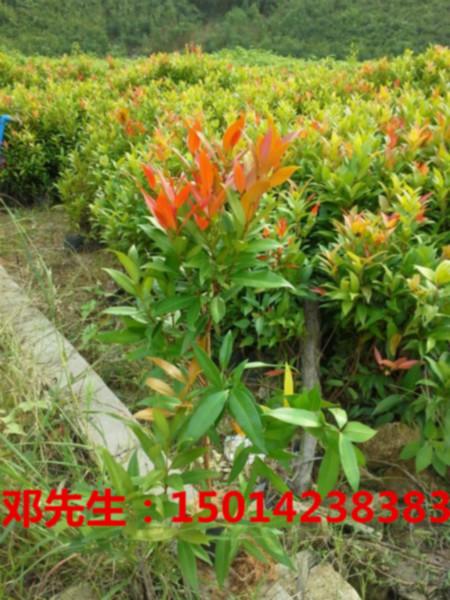 供應(yīng)福木羊蹄甲發(fā)財(cái)樹(shù)