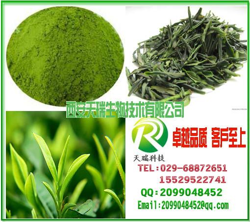 绿茶提取物 绿茶浓缩粉 绿茶浸膏粉 绿茶粉