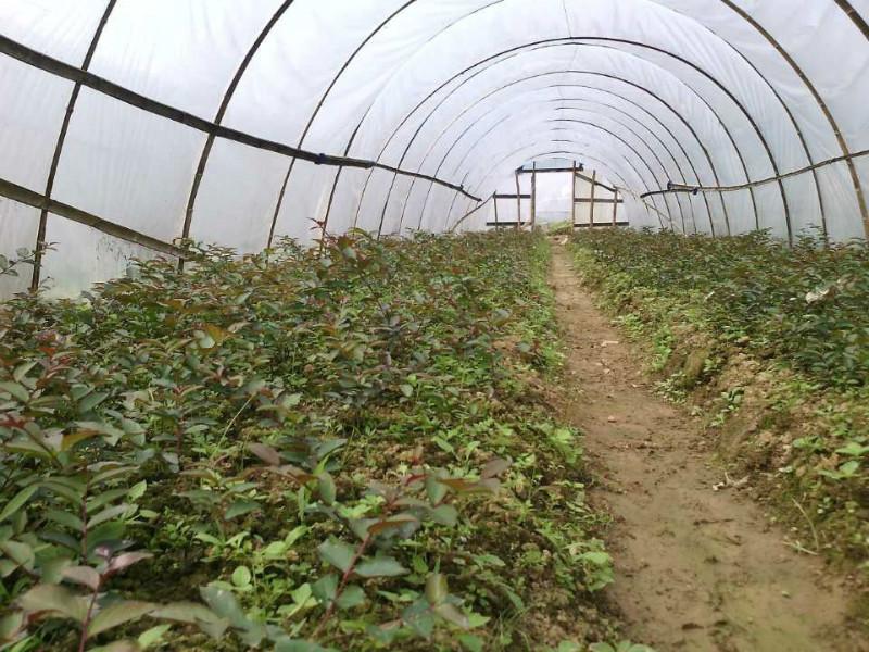 供應(yīng)13737706567紅火球紫薇