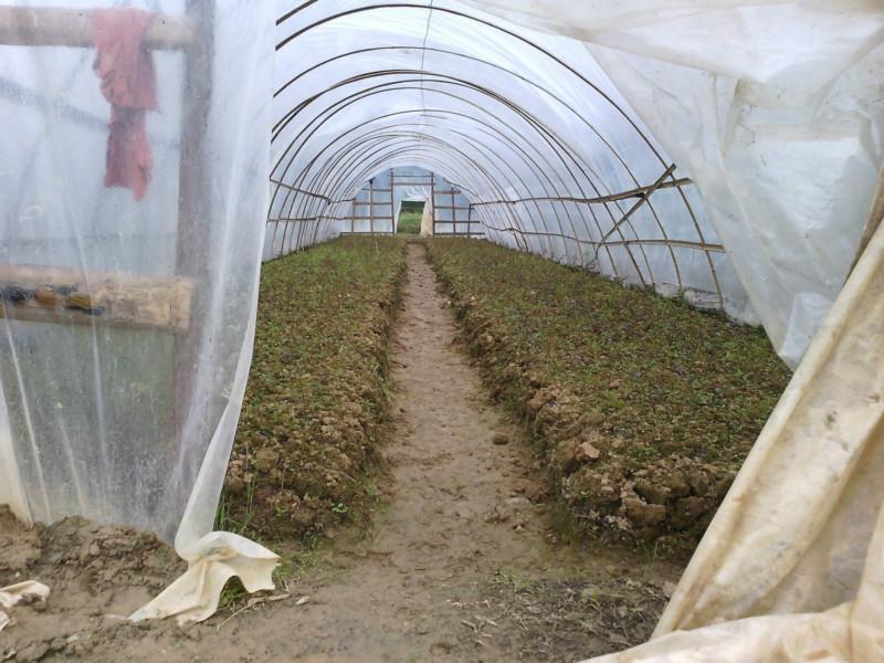 供應(yīng)廣西紫薇基地紅火箭紫薇