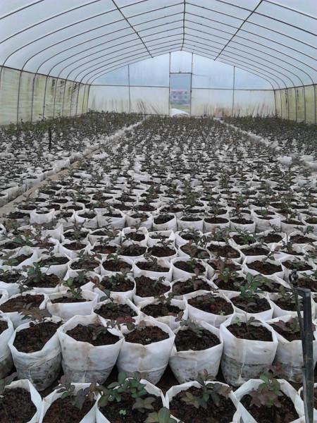 供應(yīng)山東紅火球紫薇小苗