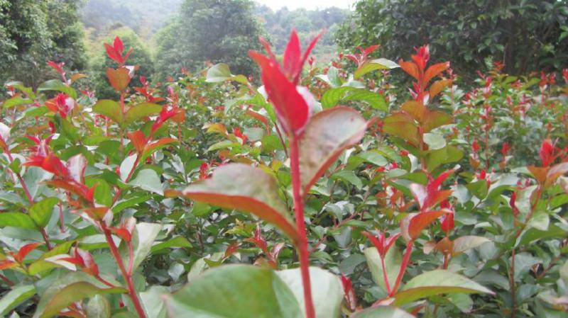 供應紫薇紅火箭紫薇小苗