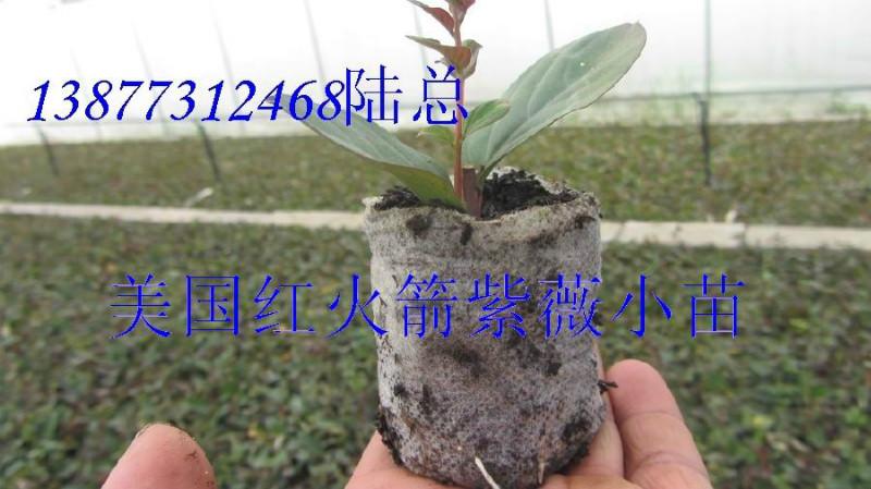 紫薇小苗紅火箭紫薇小苗圖片